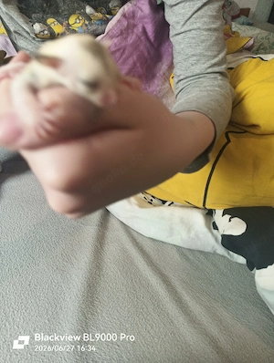 Sugar Glider Babys Männchen 