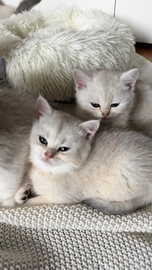 Britisch Kurzhaar Kitten (2 weiblich)   ab sofort in liebevolle Hände abzugeben   