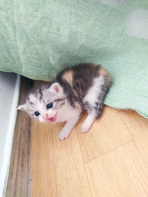 britsch  weibliche katze 