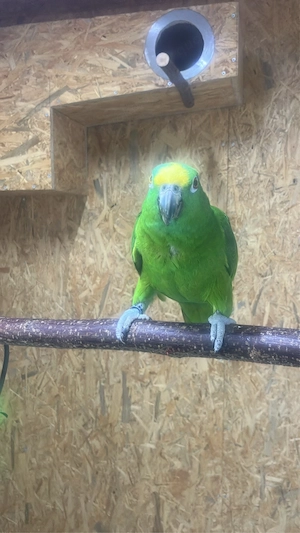 Amazone Gelbscheitel