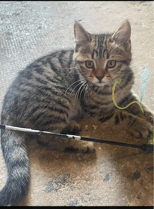 Süßes 12 Wochen altes Katzenbaby sucht ein liebevolles Zuhause