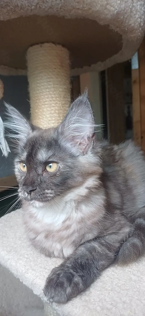 Maine coon Kitten XXL  seltene Farbkombination!