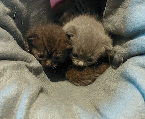 BKH Kitten suchen im August liebevolle Familien 