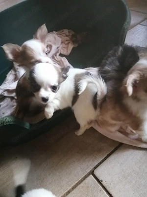 Habe  Chihuahua Welpen zu verkaufen sie hat zwei welben bekommen 