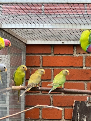 Pflaumenkopfsittiche Bild 6