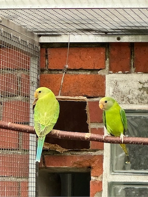 Pflaumenkopfsittiche Bild 4