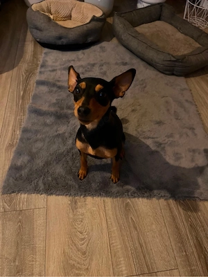 Rehpinscher Dame 