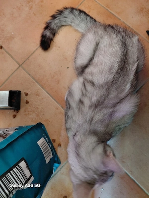 Nur noch 3 BKH Kitten silver tabby 