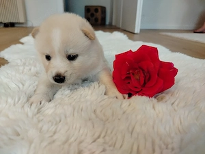 Pomsky Inu Welpen (Pomsky * Shiba Inu)