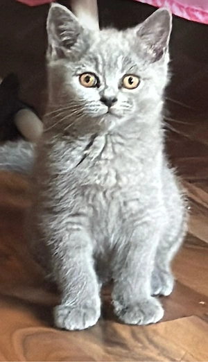 BKH Kitten
