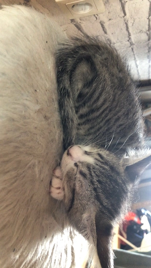 Kitten 5 Stück zum abgeben 