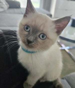 Wunderschöne BKH Colourpoint Kitten (weiblich) suchen ein liebevolles Zuhause!