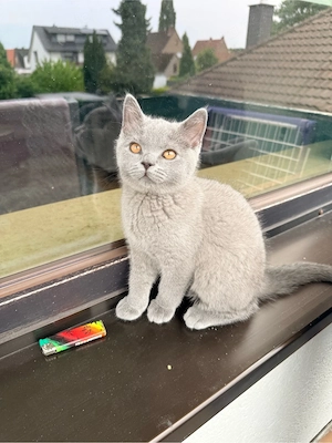 Süßes BKH-Katerchen sucht ein liebevolles Zuhause