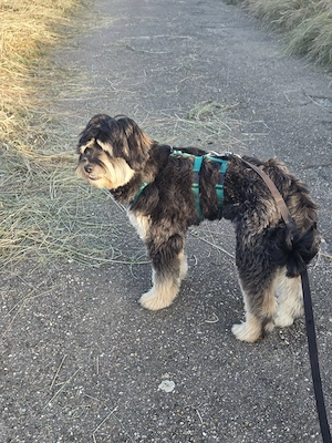 Benny sucht ein bequemes Sofaplätzchen 