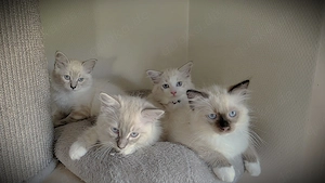 Traumhafte Ragdolls Kitten