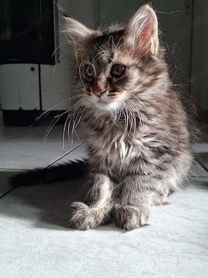 xxl Maine Coon kitten 