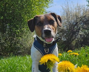 Jack Russel Milo 1 Jahr alt
