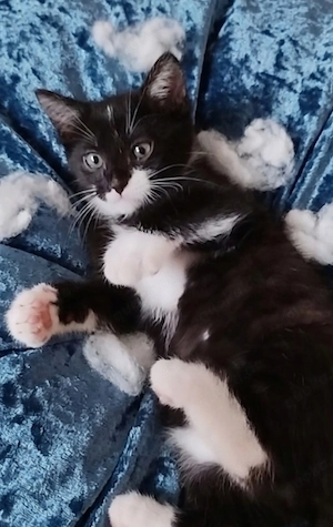Katze sucht neues zuhause