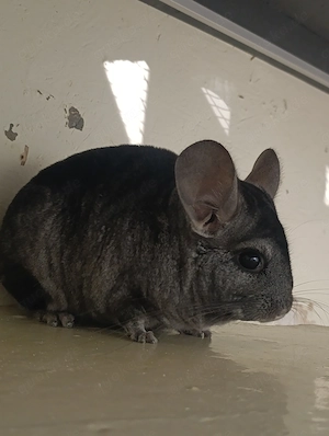 Liebevolle Chinchilla-Dame  Ella  (5 Jahre) sucht ein neues Zuhause mit Artgenossen