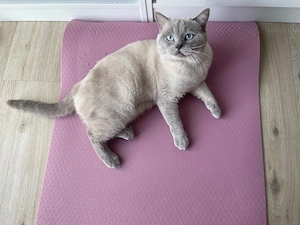 Erfahrener Deckkater