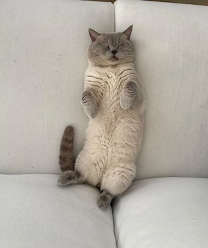 Wunderschöner Deckkater Bild 4
