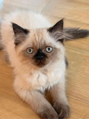     Britisch Kurzhaar & Langhaar Kitten   liebevoll aufgezogen Bild 2