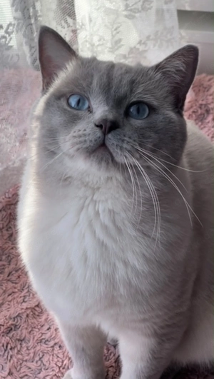 Wunderschöner Deckkater Bild 2