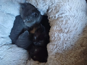 Babykatzen 12 Wochen zu verkaufen 
