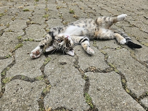 Katzenbaby vom Bauernhof 