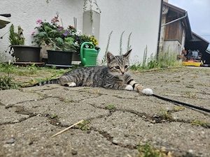 Katzenbaby vom Bauernhof 