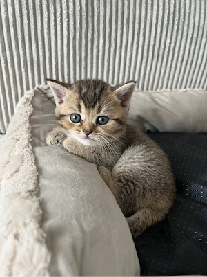 Wunderschöner BKH Kitten verfügbar