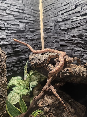 1.0. Scaleless kornnatter Bild 5