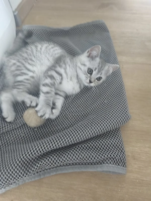 Britisch Kurzhaar Kitten 