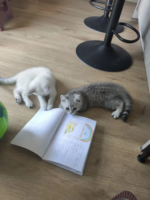 Britisch Kurzhaar Kitten 