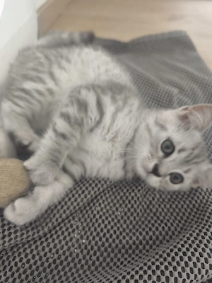 Britisch Kurzhaar Kitten 