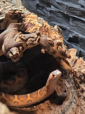 1.0. Scaleless kornnatter Bild 3