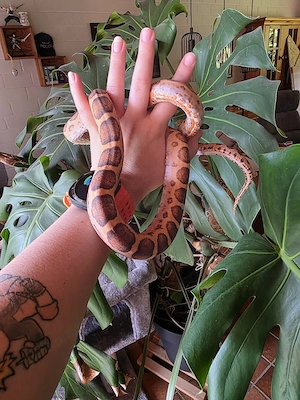 1.0. Scaleless kornnatter Bild 2