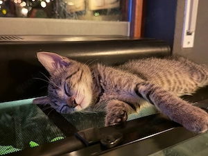 5 Super süße kitten abzugeben 