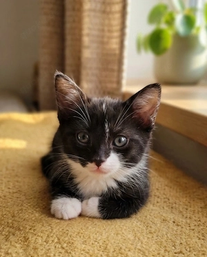 kitten suchen dich 