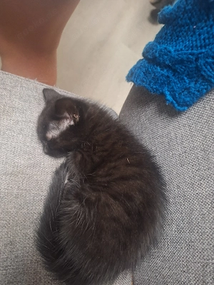 wunderschöne Katzenbabys