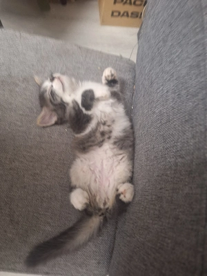wunderschöne Katzenbabys
