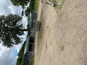 Biete Platz im Offenstall für Wallach  Bild 5