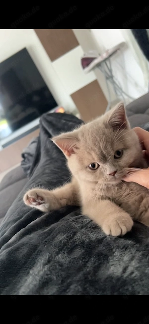 Britisch Kurzhaar Kitten (männlich) 13 Wochen alt zu verkaufen 