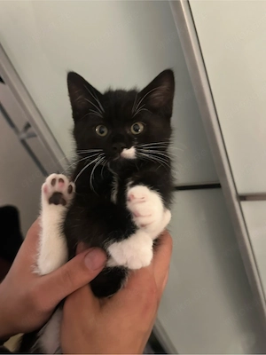 Zuckersüße BKH Kitten nur noch 1 jungs Frei 