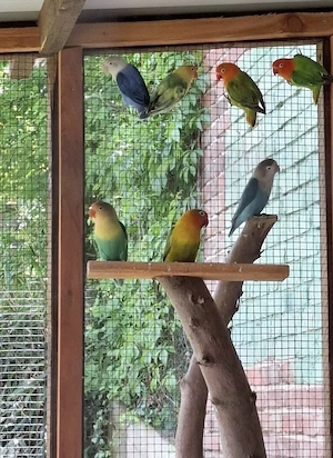 Pfirsichköpfchen 