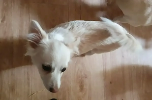 Pomchi Chihuahua  Mädchen 