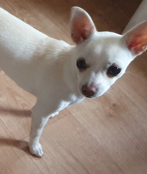 Chihuahua Welpe Hündin weiß 