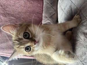 Bkh Katze(Kitte)ABHOLBEREIT Stammbaum geimpft komplett 