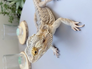 Bartagame, 2 Jahre, Männchen 