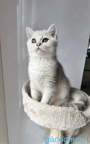 BKH Kitten 